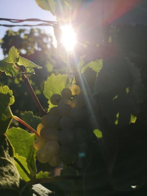 Gîte La bulle de Léna avec petit-déjeuner Flavigny Esterno foto